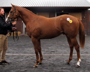 Harbour Watch colt