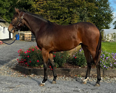 Filly Eilish fillyeilish400x320