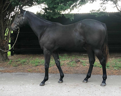 Lady Sonata ls400x320