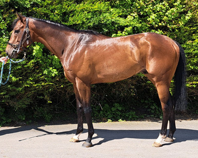 Paddy's Day paddysmain400x320